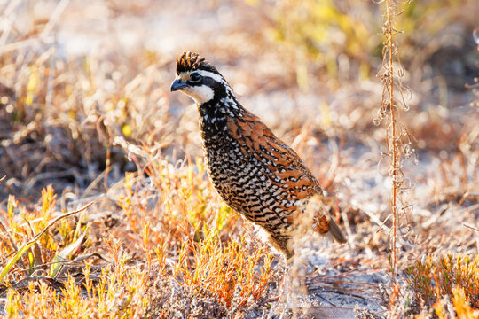 A northern bobwhite quail (Colinus virginianus) in the evening sun in Duette Preserve, Myakka City, Florida