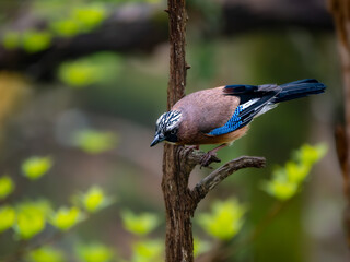 森の中で枯れ木に留まっているカケス