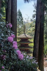 Obraz premium 杉木立越しに見る五重塔と満開のシャクナゲのコラボ情景