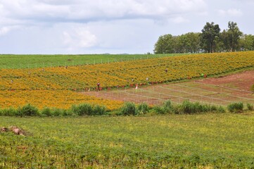 Fototapeta premium vineyard in the country