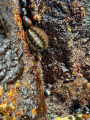 Having fun with tide pools - Little boy exploring beach and the ocean: throwing rocks, playing in the sand, discovering animals as sea urchins, chitons, mussels and starfish. California Coast.