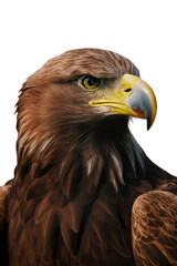 Obraz premium Isolated PNG Eagle Bird, GENERATIVE AI