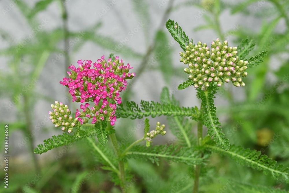 Canvas Prints yarrow (achillea millefolium) flowers. asteraceae perennial plants. small pale pink flowers bloom in