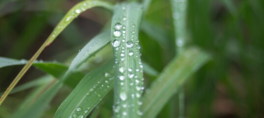 water drops on a green grass