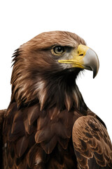 Obraz premium Isolated PNG Eagle Bird, GENERATIVE AI