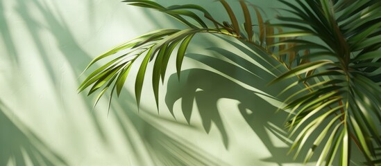 Stylish presentation backdrop: Palm leaf casting shadow on verdant surface.