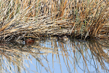 Fototapeta premium Blue-winged Teal pair nap in the marsh at Alamosa National Wildlife Refuge in Colorado