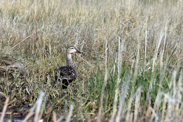 Mallard female duck in a marsh in early spring