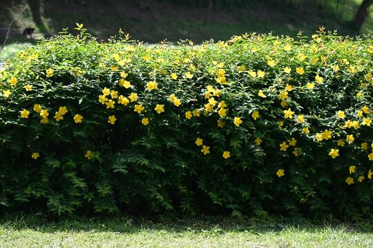 Hypericum patulum (Goldencup St. John's Wort) flowers. A Hypericaceae shrub native to China. Bright yellow, five-petal flowers bloom from May to July.