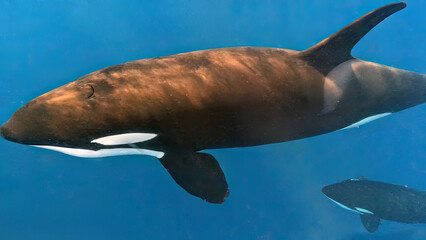 An adult male Killer Whale (Orcinus orca) in the Sea of Cortez, Mexico © Rob