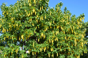 Fototapeta premium Blooming laburnum tree.