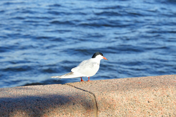 Arctic tern bird.