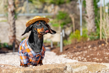 Dog in straw hat, plaid shirt, cheerful carefree tourist walking on vacation in tropical park...