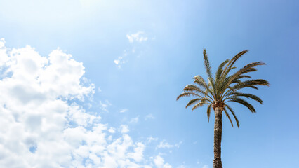 Palm tree on the background of a blue sunny sky