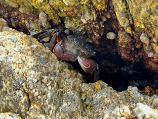 Having fun with tide pools - Little boy exploring beach and the ocean: throwing rocks, playing in the sand, discovering animals as sea urchins, striped crab, mussels and starfish. California Coast.
