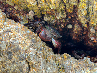 Having fun with tide pools - Little boy exploring beach and the ocean: throwing rocks, playing in the sand, discovering animals as sea urchins, striped crab, mussels and starfish. California Coast.