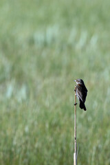 Red-winged Blackbird female clings to a reed in a marsh in early spring
