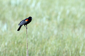 Red-winged Blackbird male shows his red epaulets as he clings to a reed in a marsh in early spring