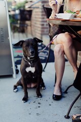 Dog sitting on the footpath with its owner eating at cafe table.  Los angeles, California, USA.