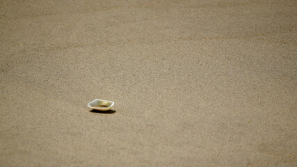 A sea shell on the sand beach.