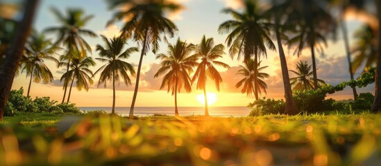 Tropical coconut trees by the beach create a blurred bokeh effect in the green park at sunset.