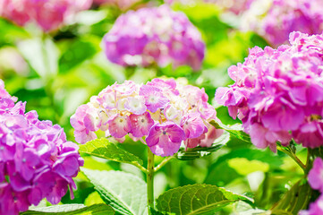 梅雨に咲くピンクのアジサイ