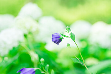 キキョウのつぼみ