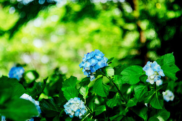 緑の中で咲く青い紫陽花