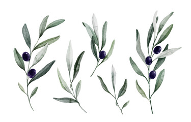 Watercolor purple olive branch set. Hand painted floral illustration with olive fruit and tree branches with leaves isolated on white background