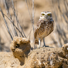 Desert owl standing in the sunlight