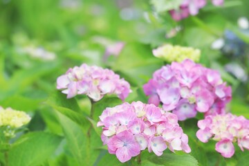 梅雨のピンクのアジサイの花