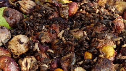 Black soldier fly larvae on food waste. Black soldier fly larvae used for composting household food...