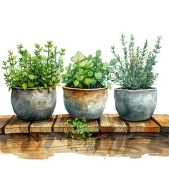 Potted Herb Plants on Wooden Shelf