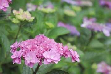 梅雨の可愛いアジサイの花 綾波
