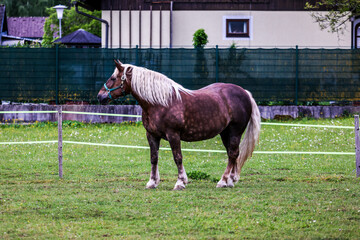 Austrian Horse, Almsee, Austria.