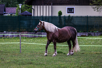 Austrian Horse, Almsee, Austria.