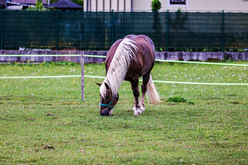 Austrian Horse, Almsee, Austria.