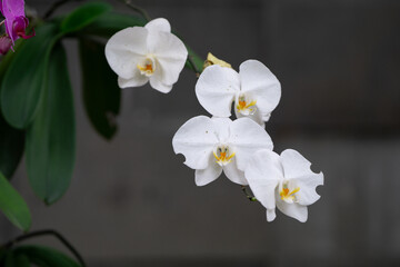 Close Up of Beautiful White Orchids with Green Leaves Background in public park