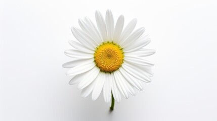 Obraz premium Beautiful white Daisy on white background, 