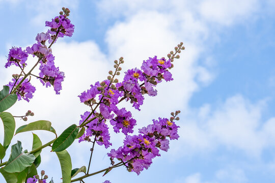 Lagerstroemia speciosa (giant crepe-myrtle, Queen's crepe-myrtle, banab&aacute; plant, or pride of India, or "Queen's Flower" or "Jarul") is a species of Lagerstroemia native to tropical southern Asia. Lihue