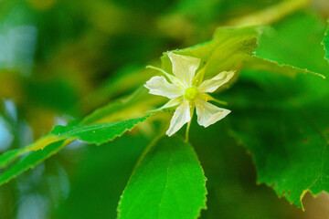 Delicate White Flower Amidst Green Leaves