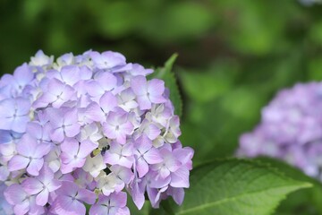 木蔭に咲く薄紫色の紫陽花の花のアップ