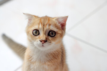 Golden orange British shorthair kitten feline actve playing waking running curious