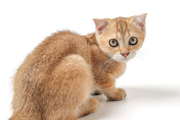 Fototapeta premium Golden orange British shorthair kitten feline actve playing waking running curious