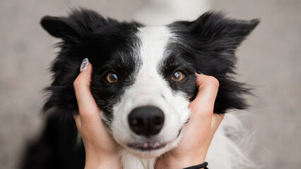 The owner squeezes the muzzle of the border collie dog outdoors. 