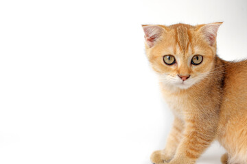 Obraz premium Golden orange British shorthair kitten feline actve playing waking running curious