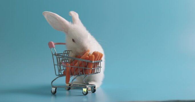 A Lovely bunny easter fluffy baby white rabbit, healthy baby rabbit eat carrot with a shopping cart of vetgetable on blue nature background.