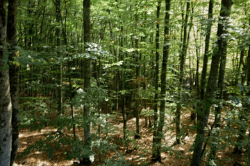 Lush Green Forest Landscape with Fallen Leaves, Aerial View of Nature Beauty and Serenity