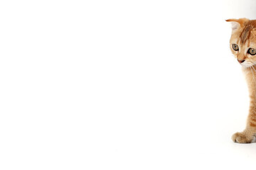 Golden orange British shorthair kitten feline actve playing waking running curious