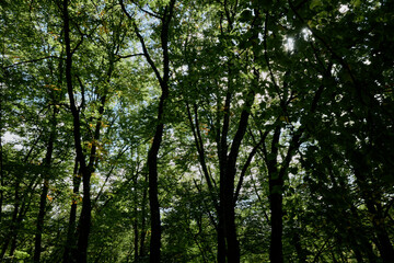 Fototapeta premium Tranquil Forest Canopy Under the Warm Sunlight Nature Landscape Photography of Wooded Area on Sunny Day